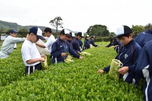 別府中学校茶摘み体験